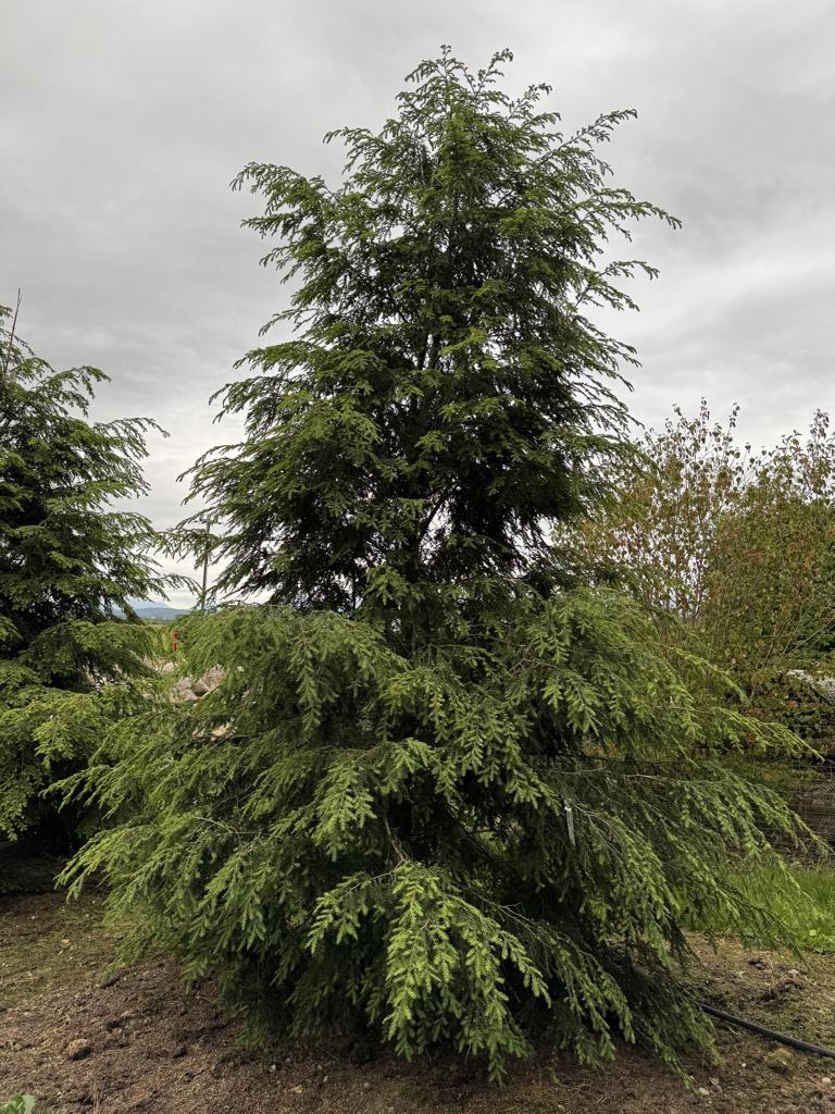 Tsuga canadensis