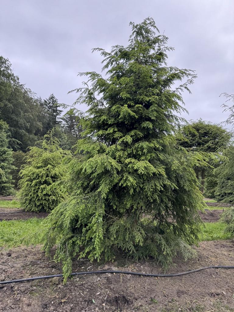 Tsuga canadensis