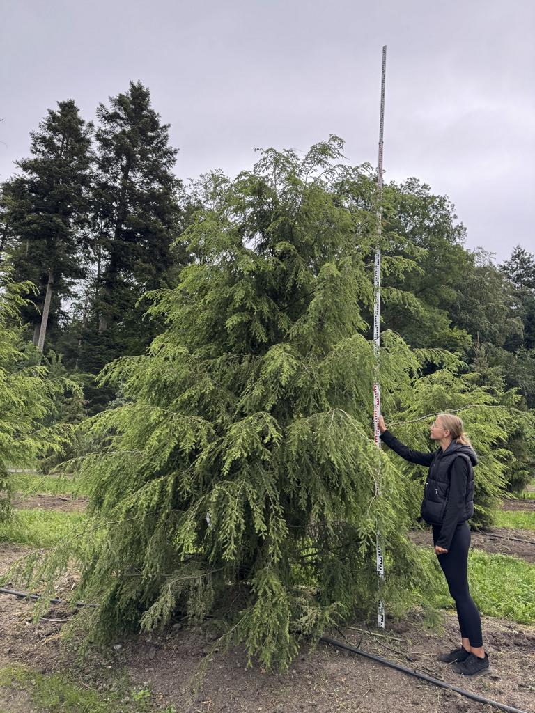 Tsuga canadensis