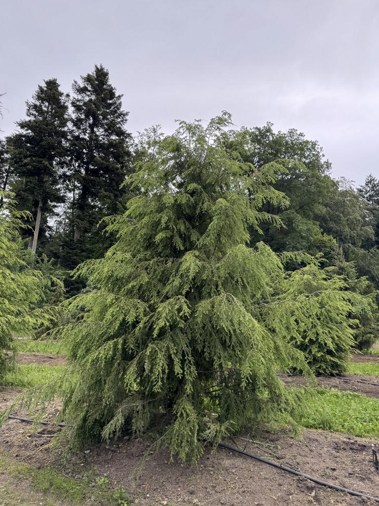 Tsuga canadensis