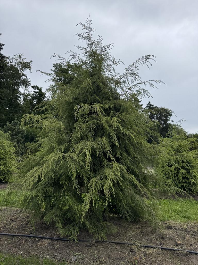 Tsuga canadensis