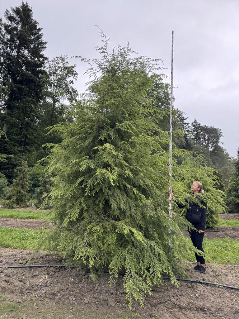 Tsuga canadensis
