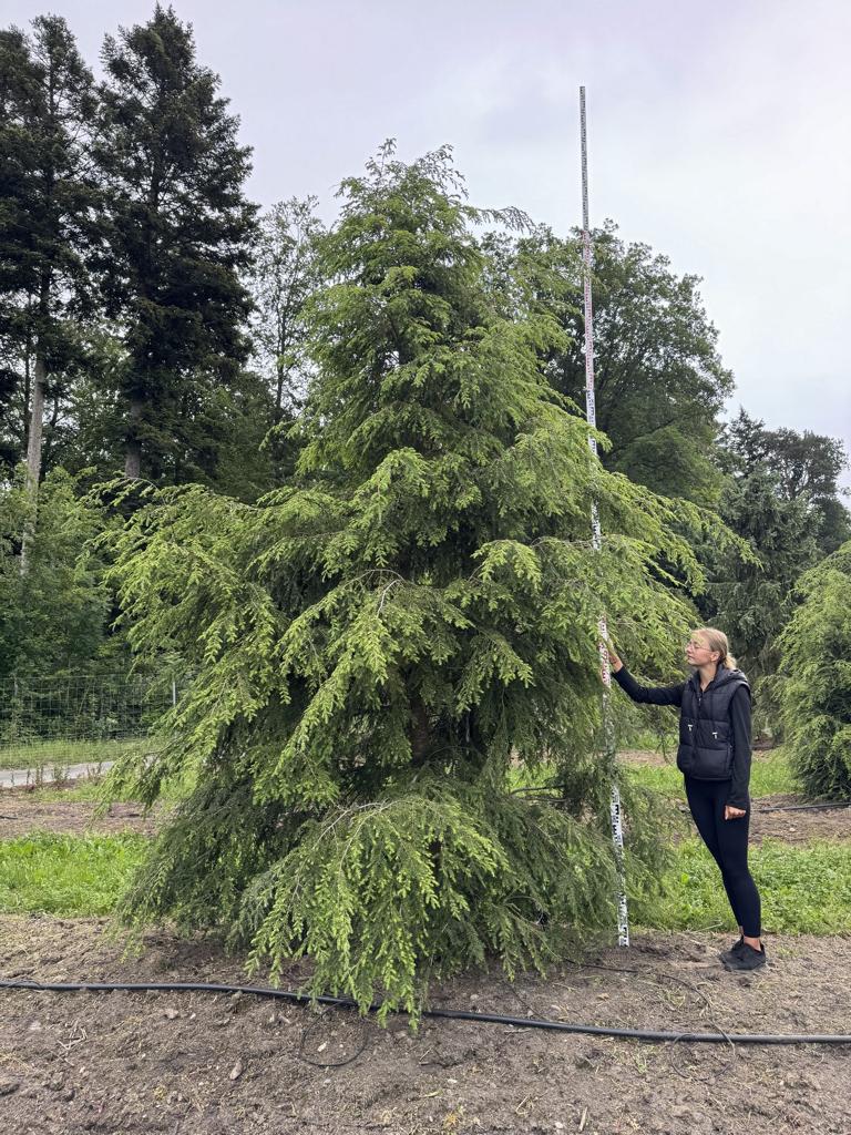 Tsuga canadensis