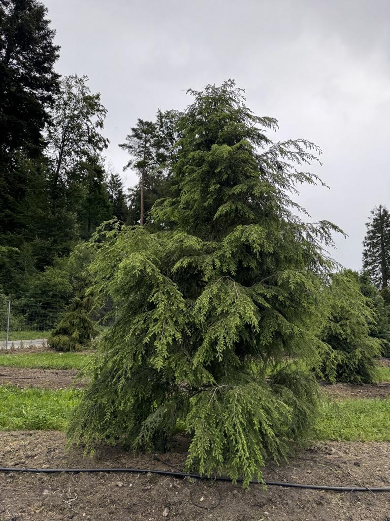 Tsuga canadensis
