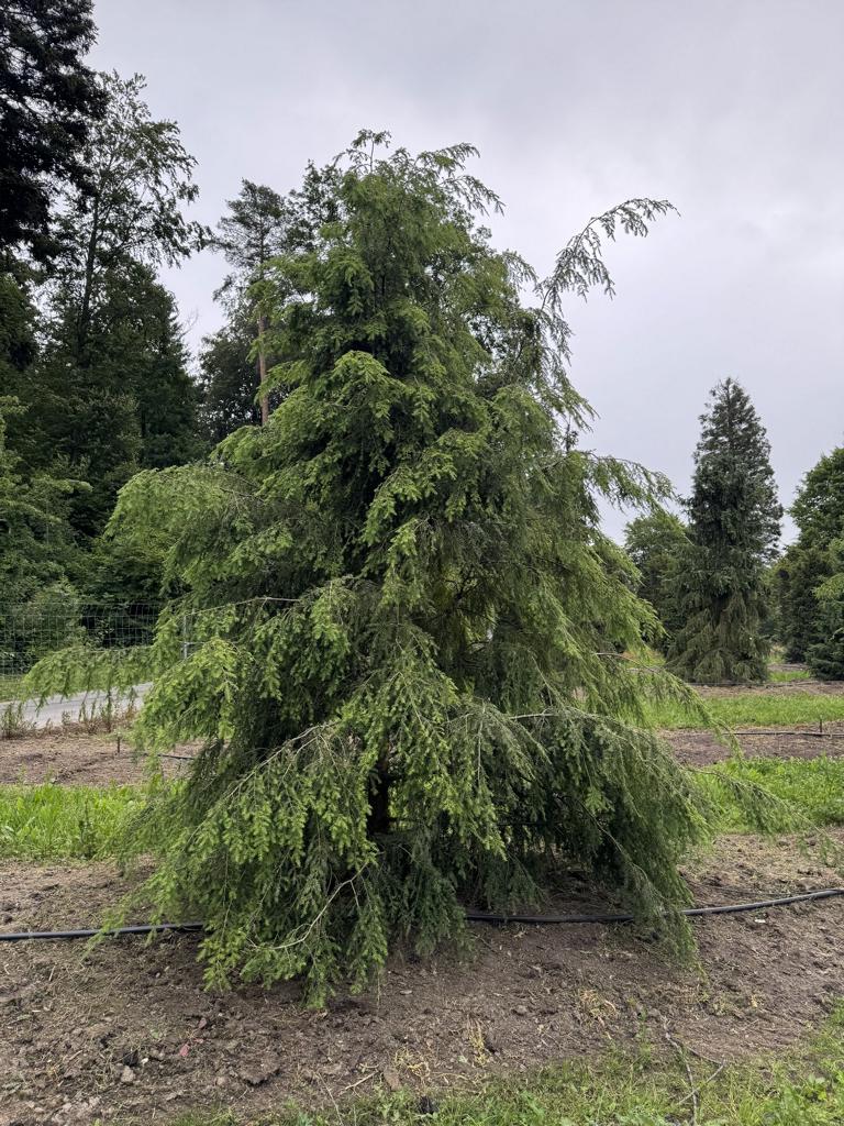 Tsuga canadensis