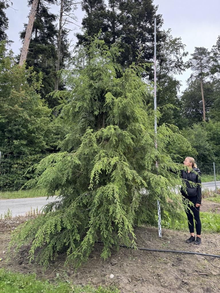 Tsuga canadensis