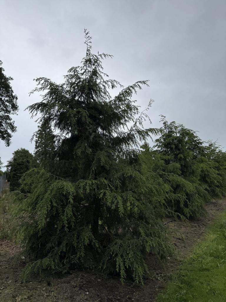 Tsuga canadensis