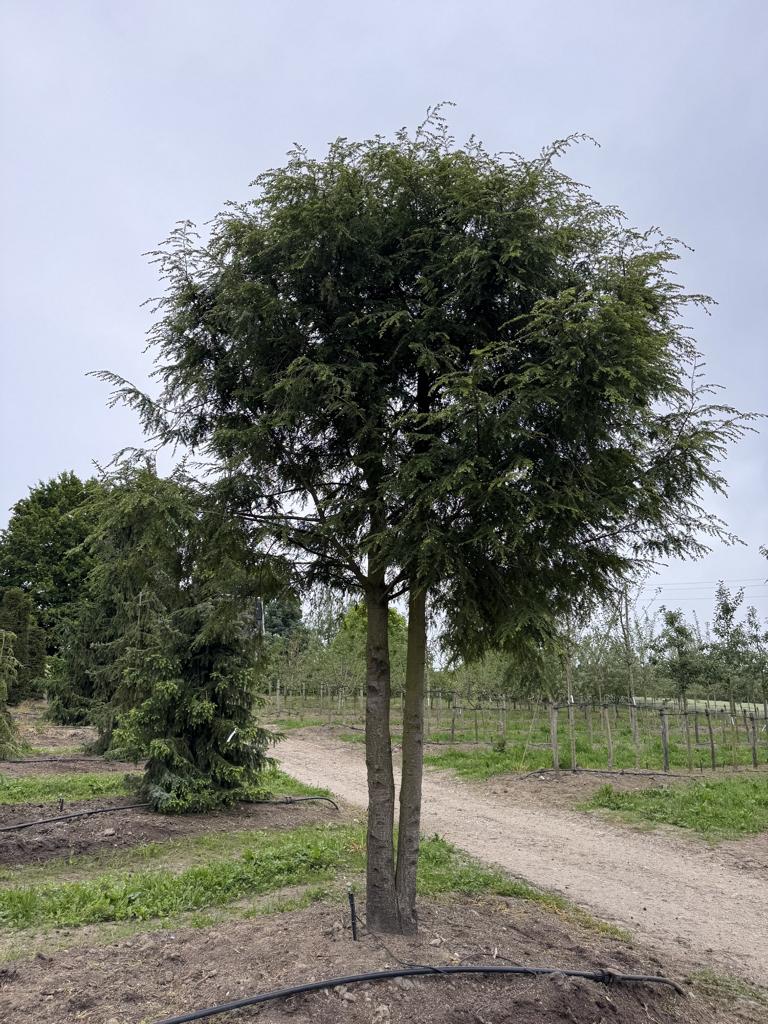 Tsuga canadensis Schirmform