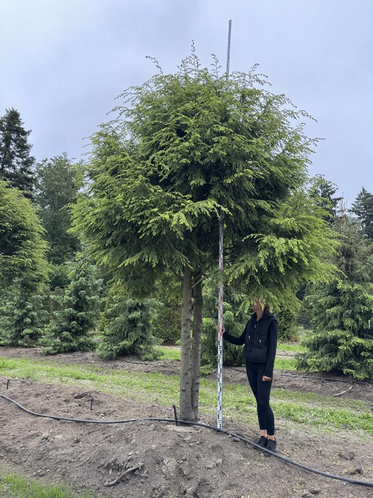 Tsuga canadensis Schirmform