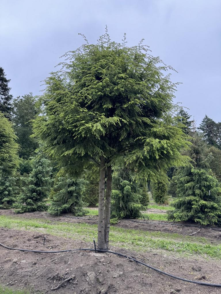 Tsuga canadensis Schirmform