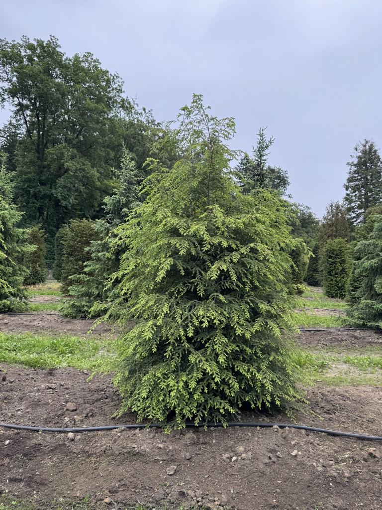 Tsuga canadensis
