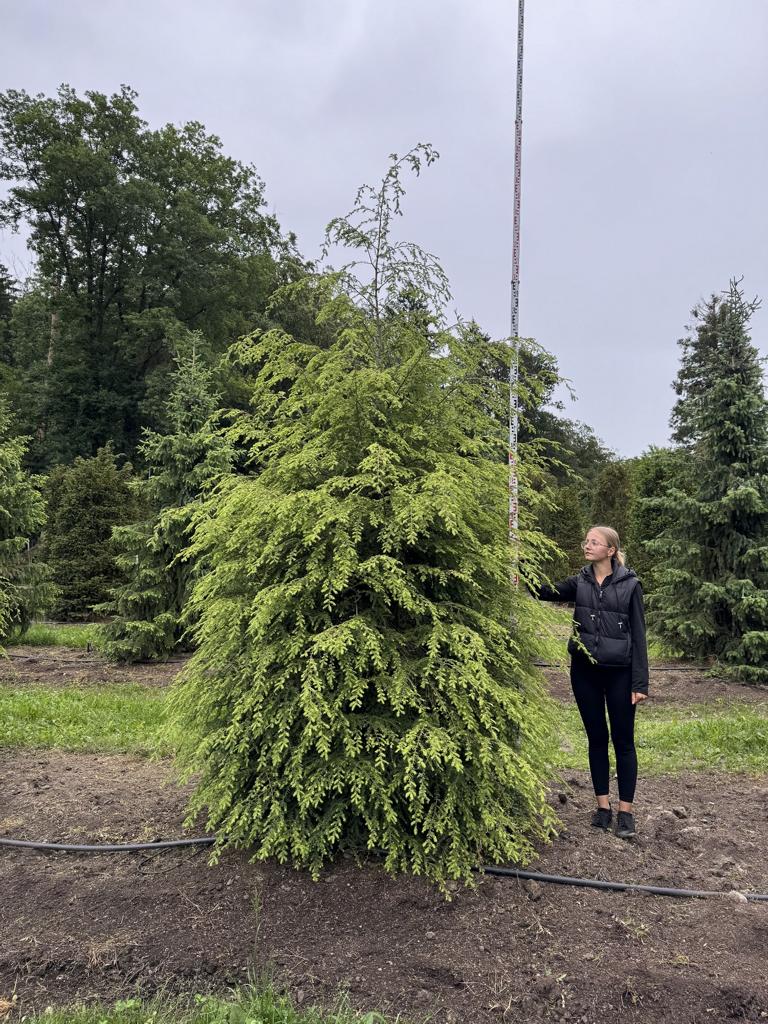 Tsuga canadensis