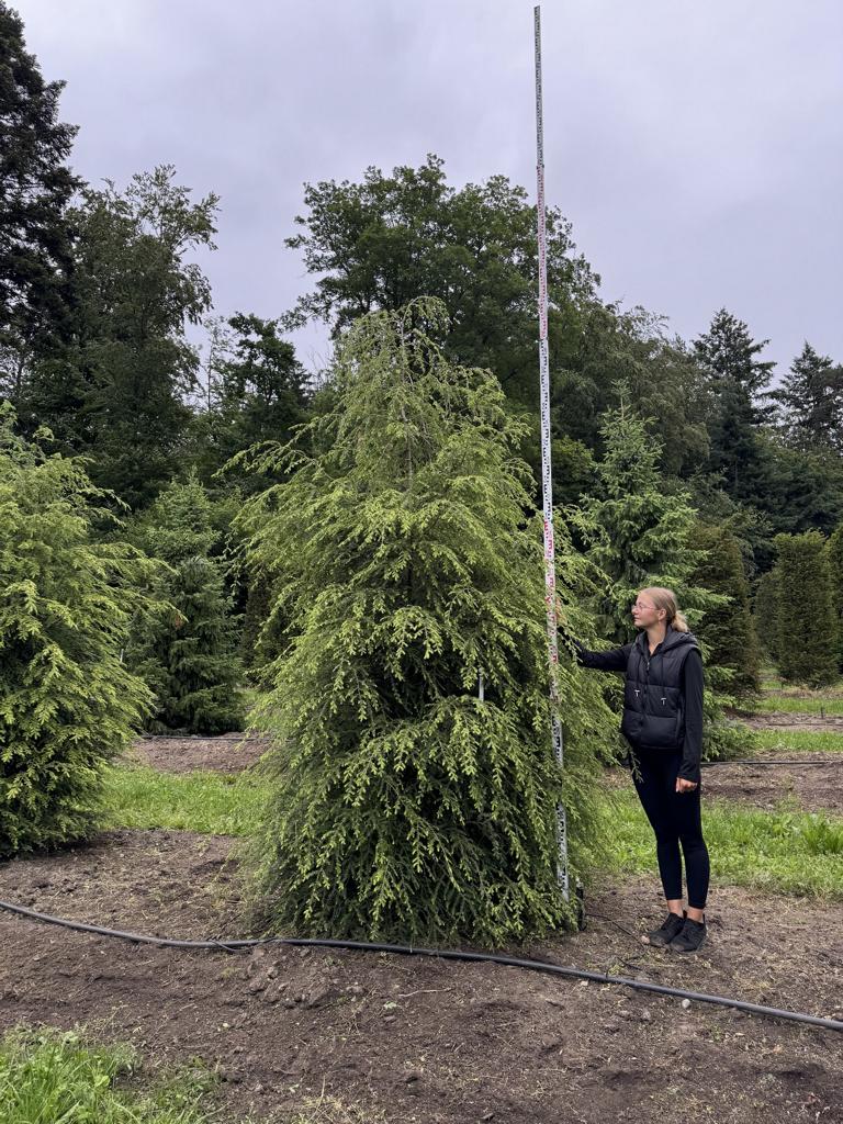 Tsuga canadensis