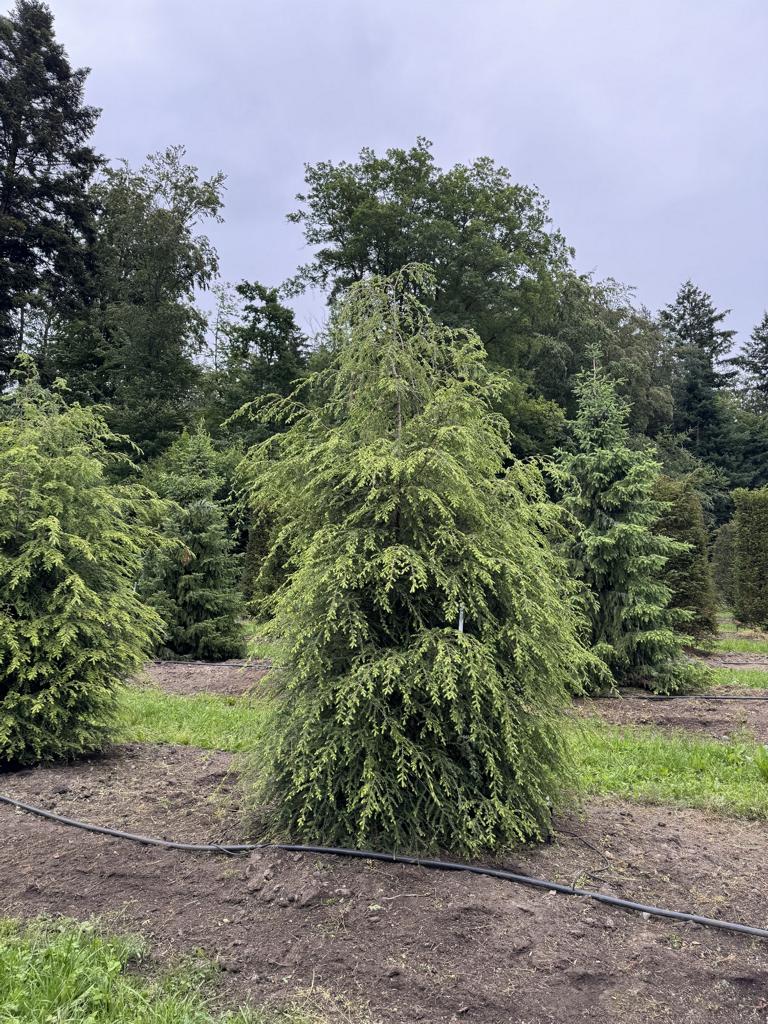 Tsuga canadensis