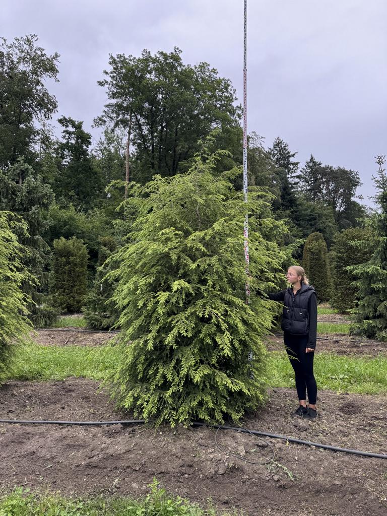 Tsuga canadensis
