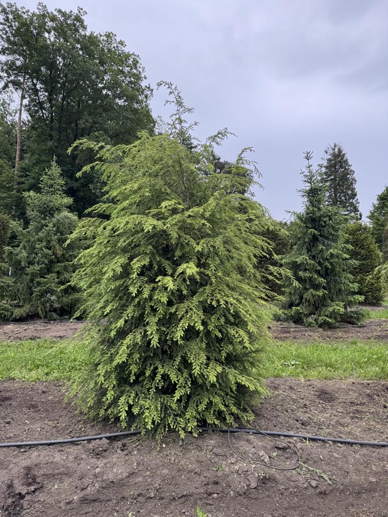 Tsuga canadensis