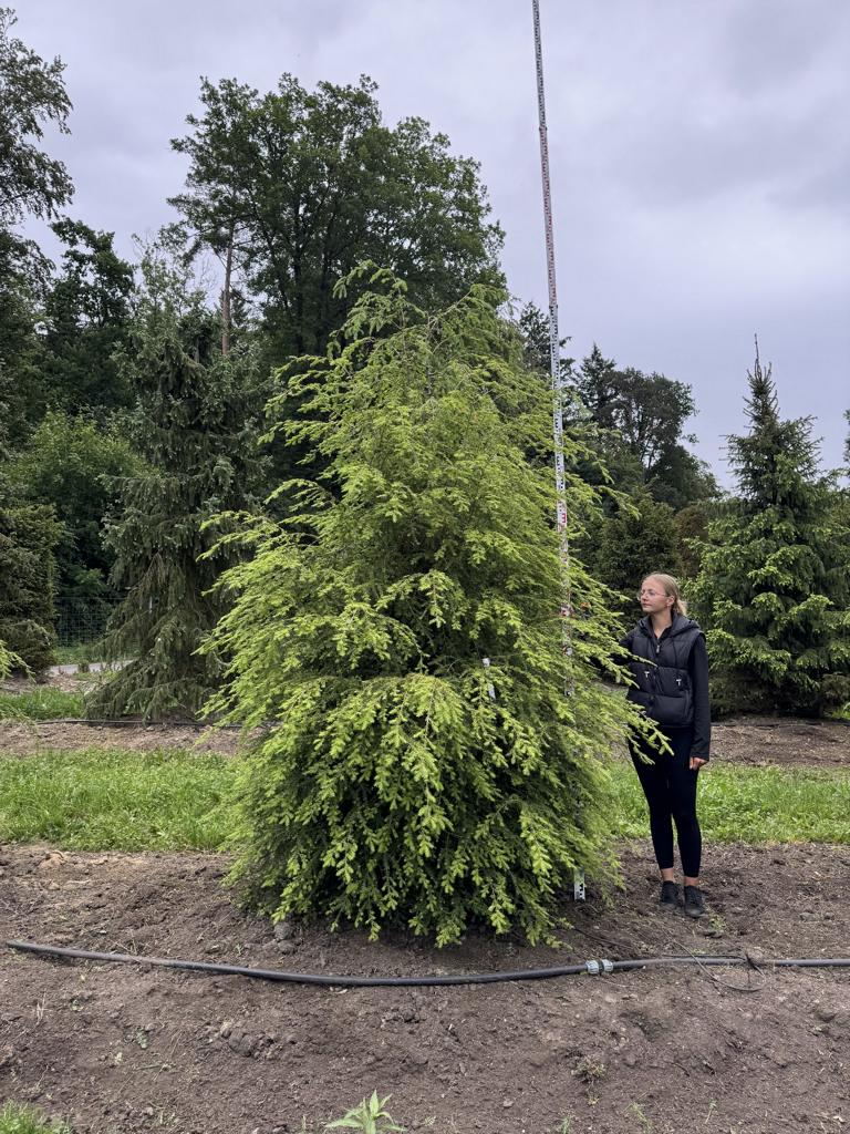 Tsuga canadensis