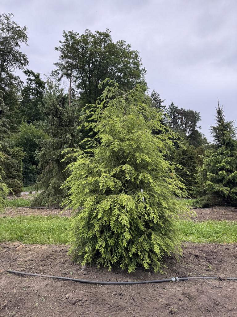 Tsuga canadensis