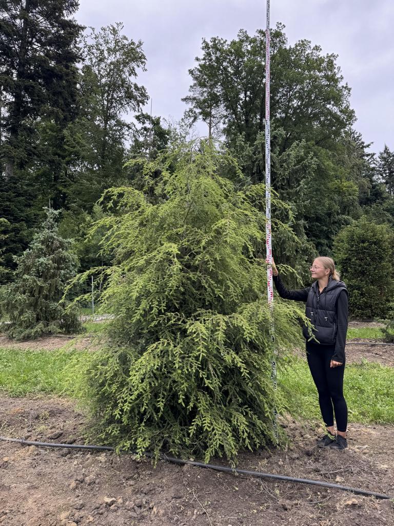 Tsuga canadensis