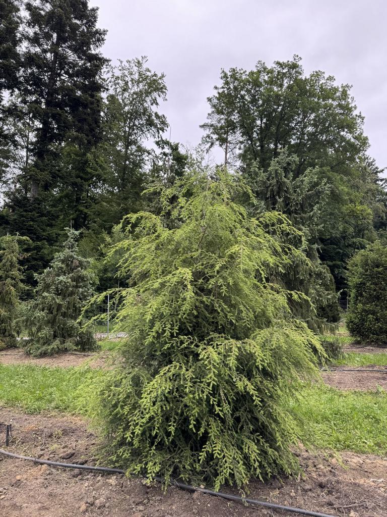 Tsuga canadensis