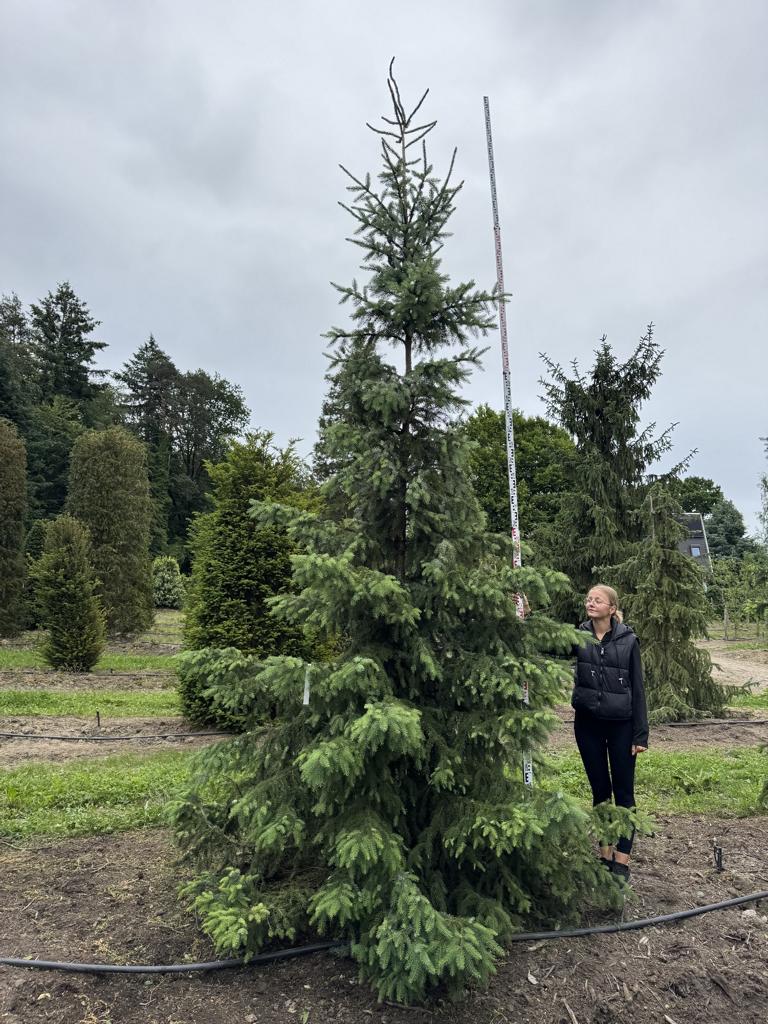 Picea omorika