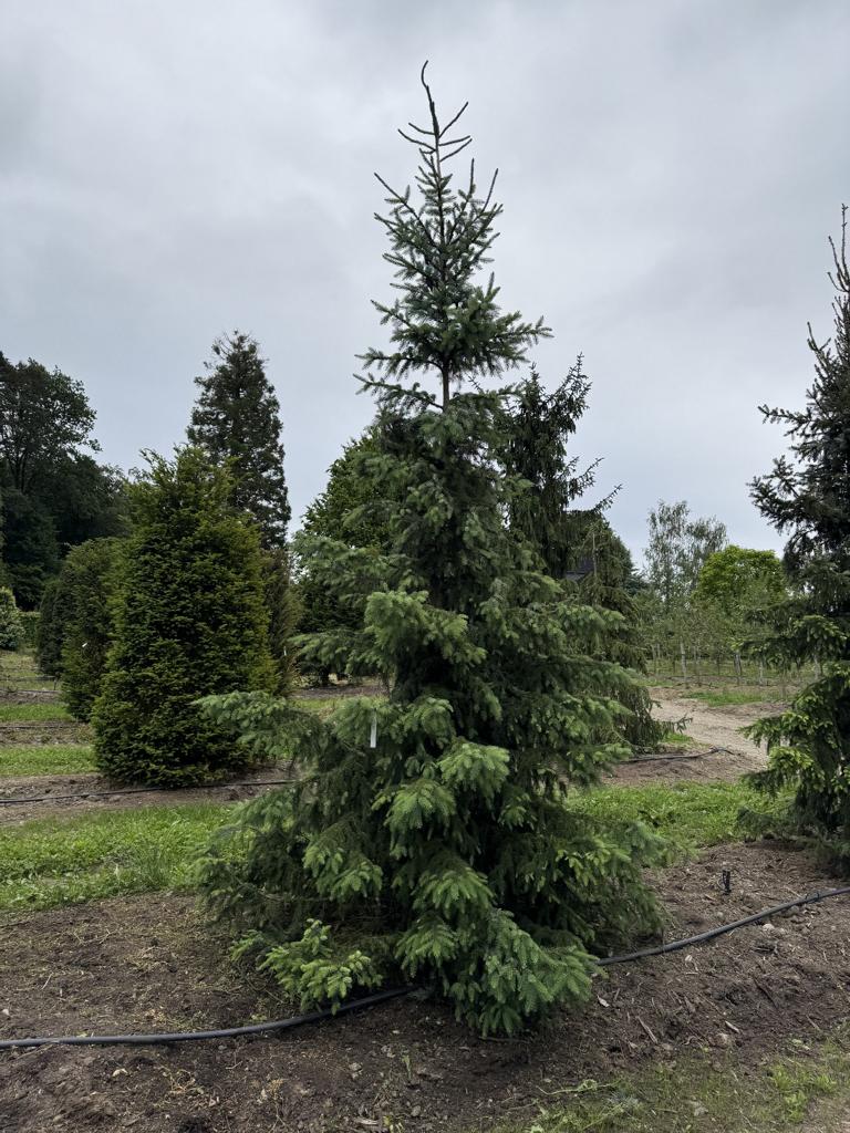 Picea omorika
