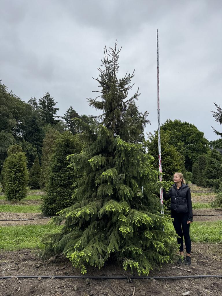 Picea omorika