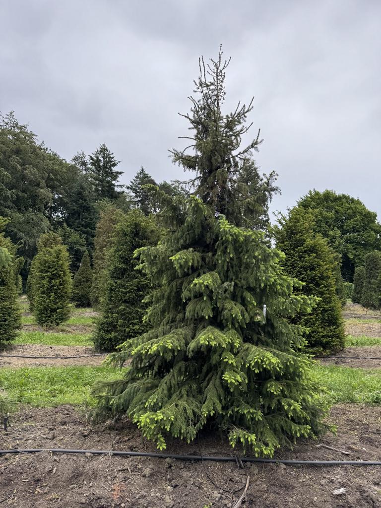Picea omorika