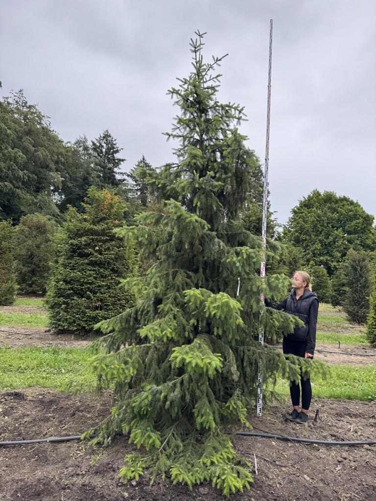 Picea omorika