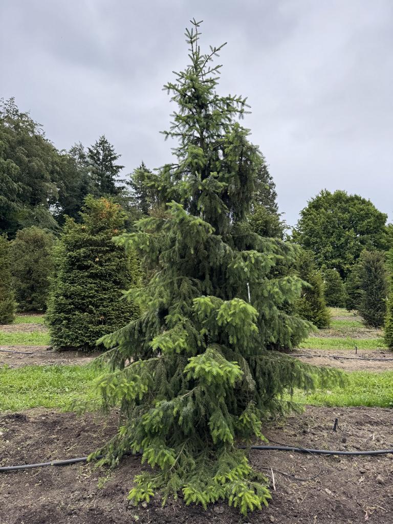 Picea omorika