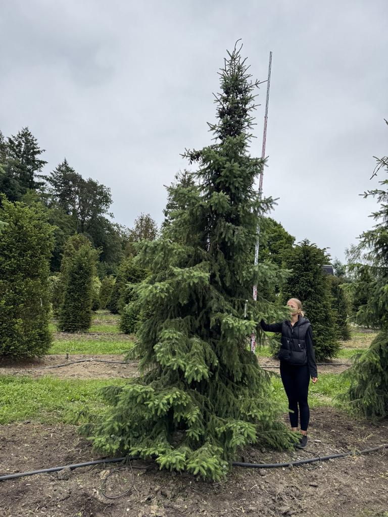 Picea omorika