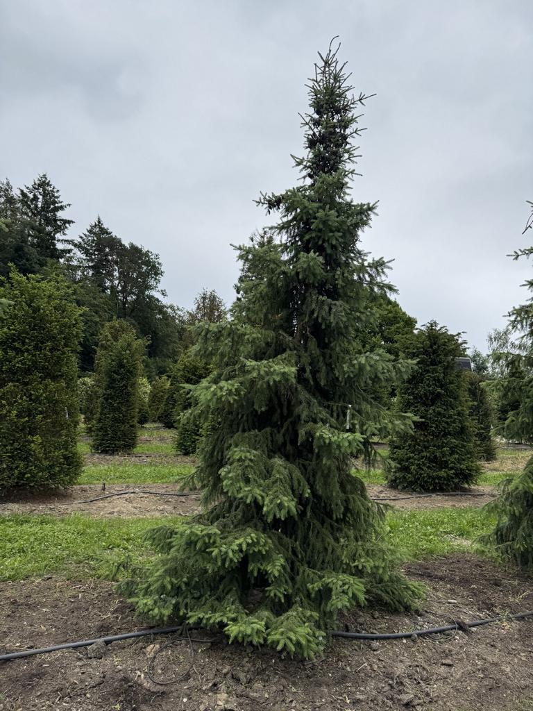 Picea omorika
