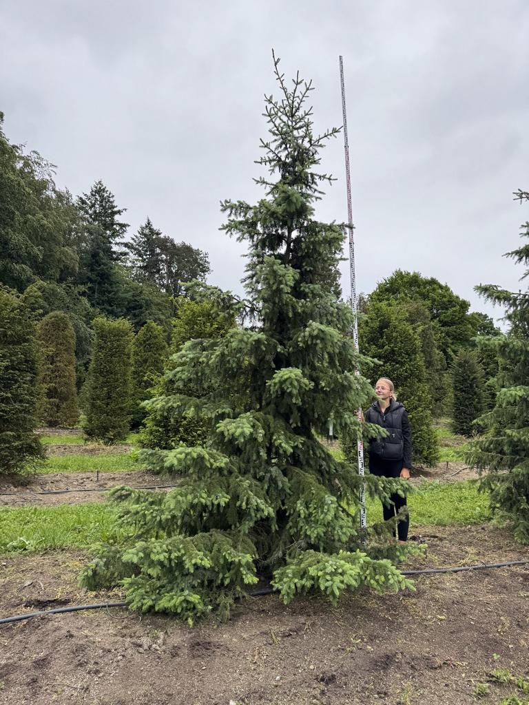 Picea omorika