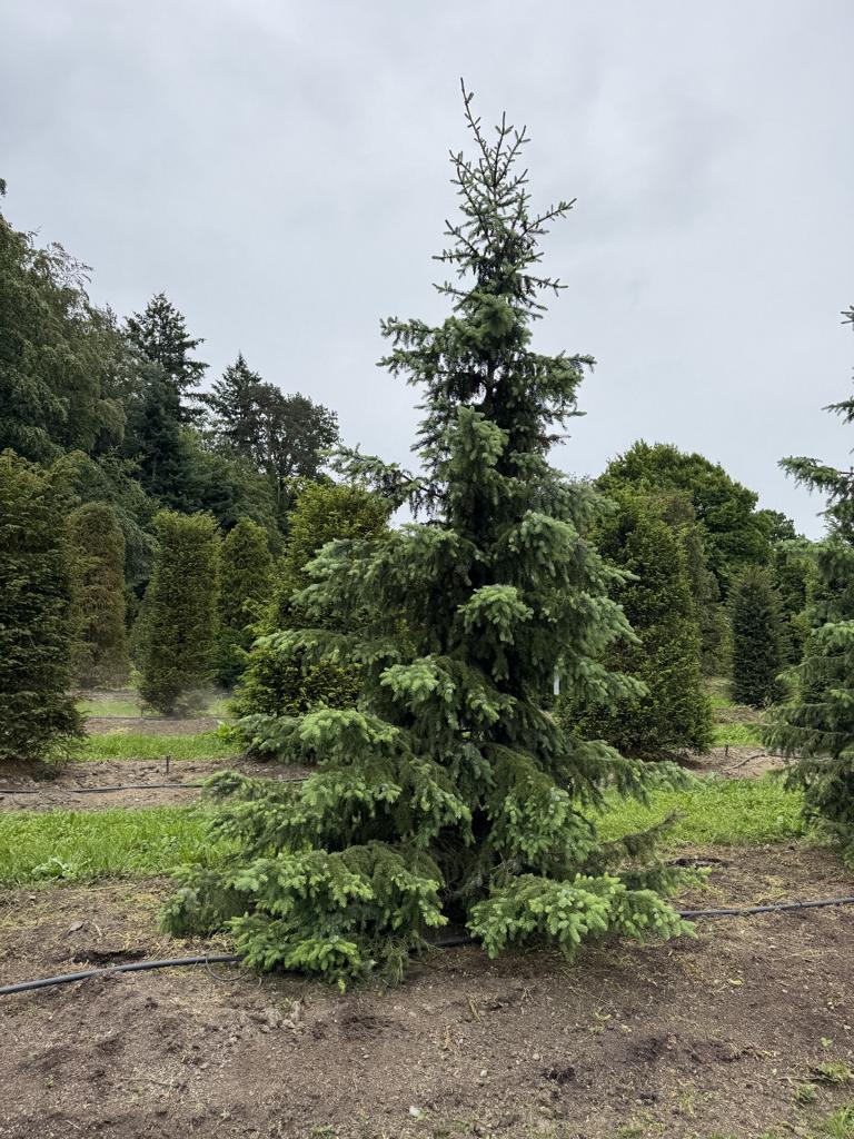 Picea omorika