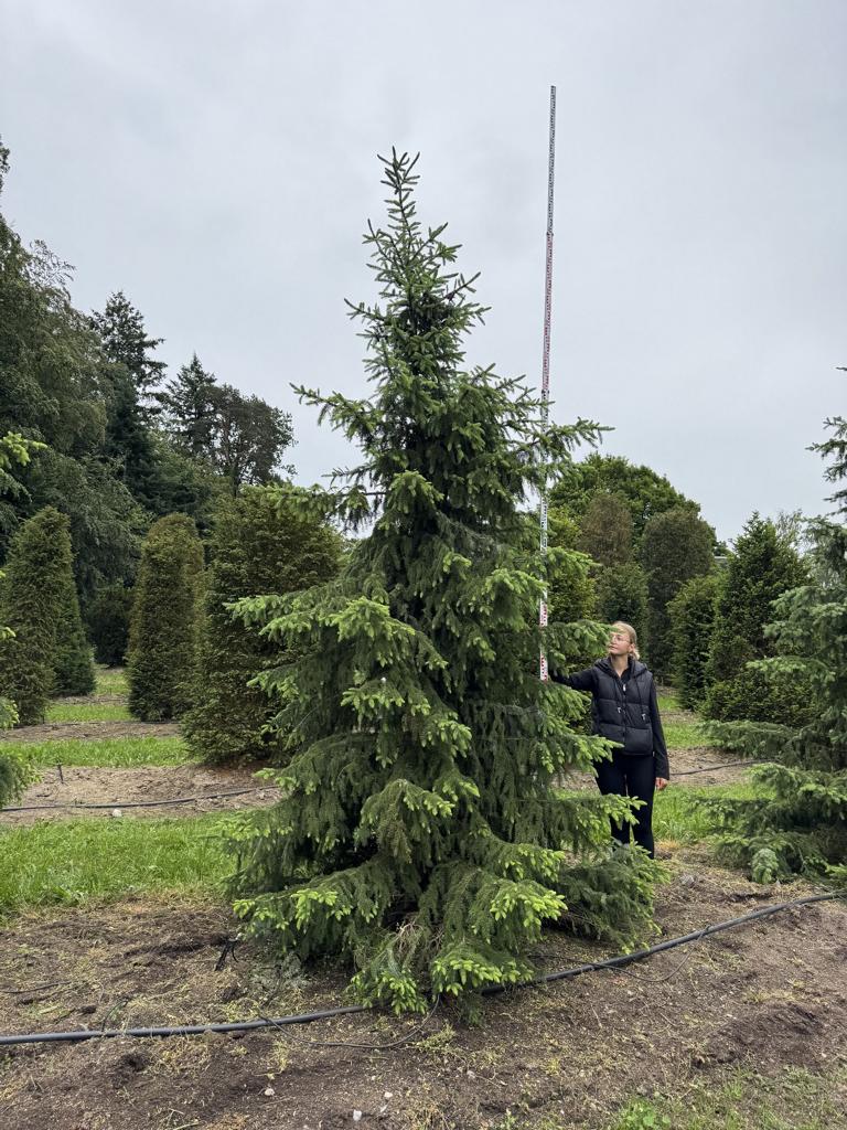 Picea omorika