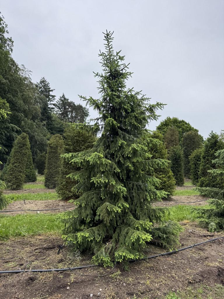 Picea omorika