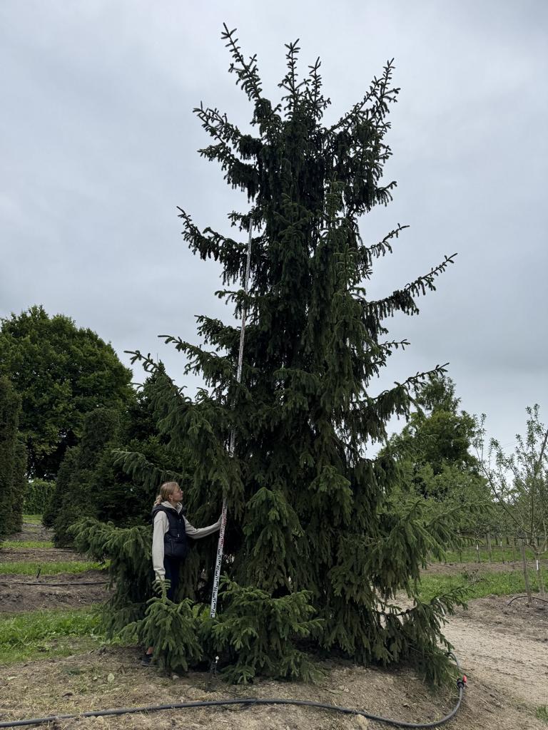 Picea abies
