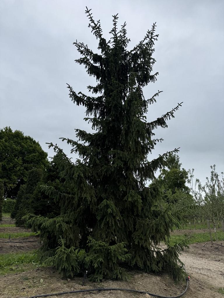 Picea abies
