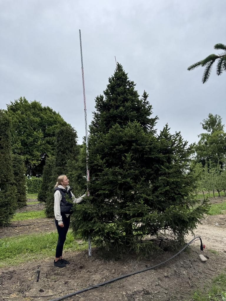 Picea abies 'Will's Zwerg'