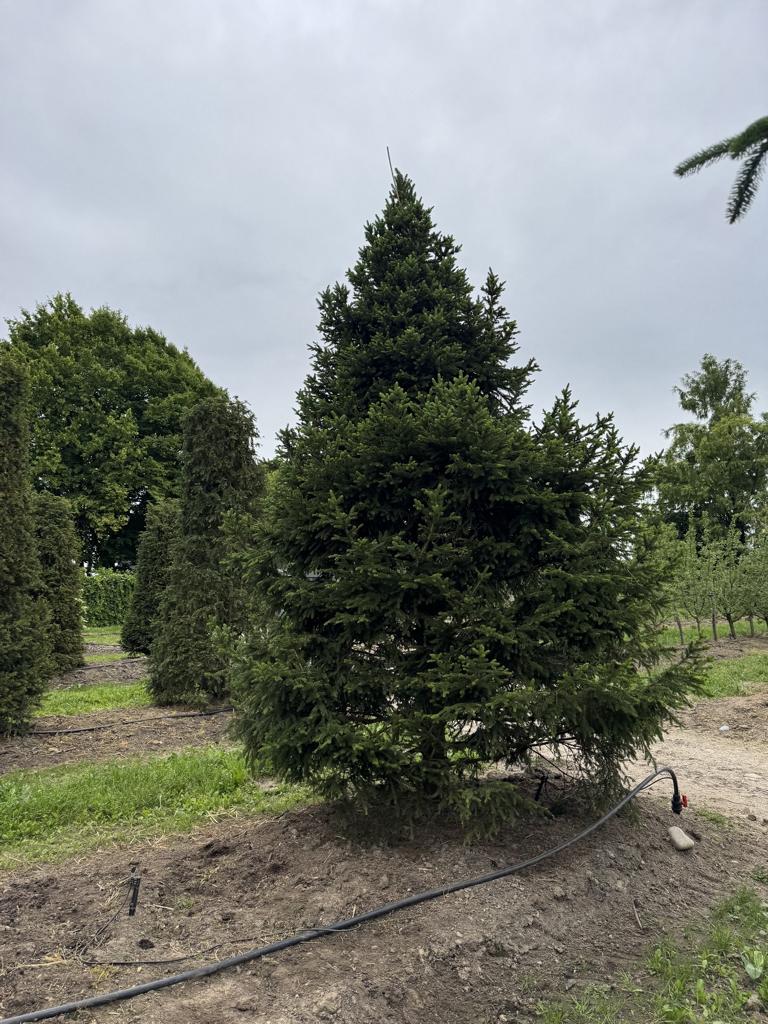 Picea abies 'Will's Zwerg'