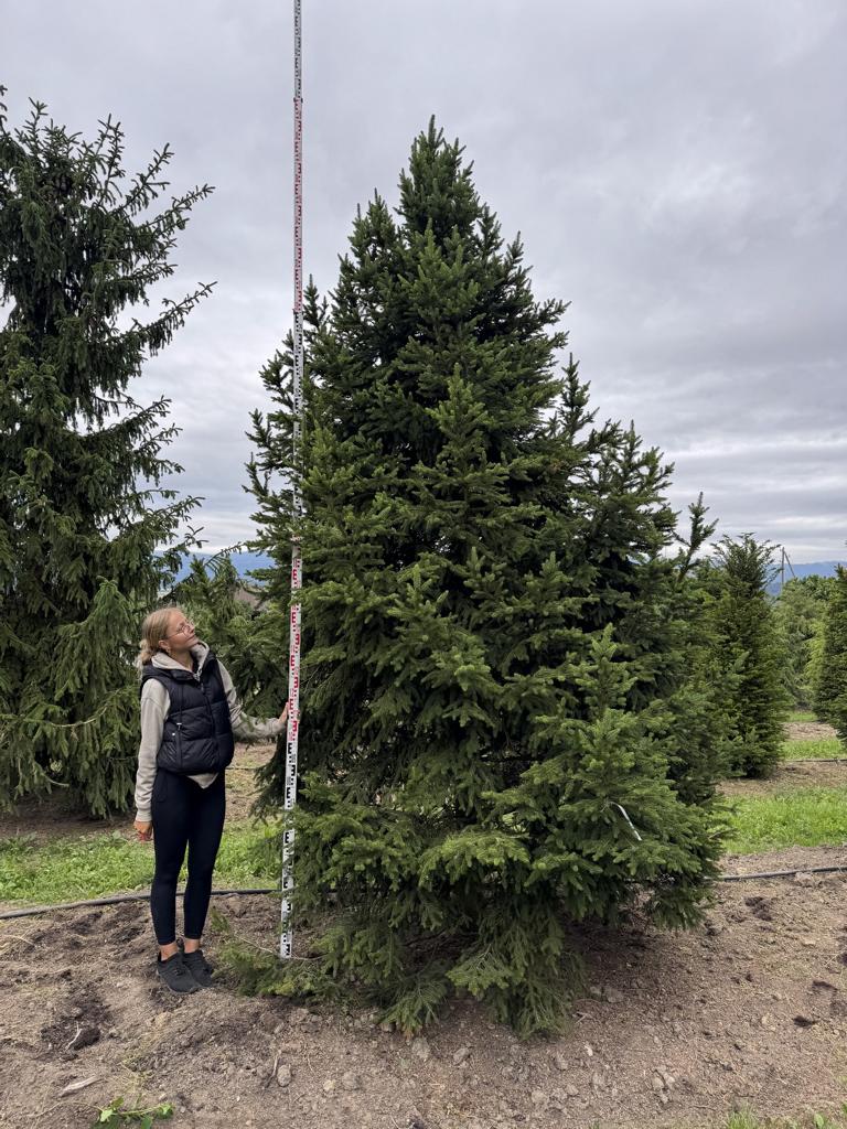 Picea abies 'Will's Zwerg'