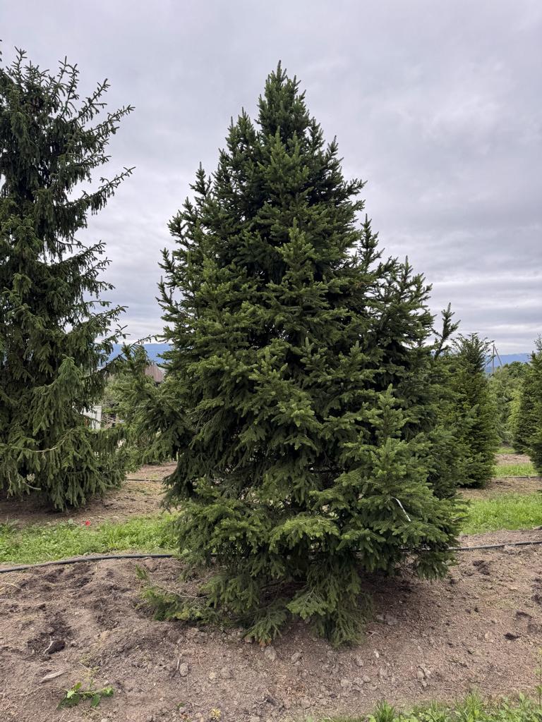 Picea abies 'Will's Zwerg'
