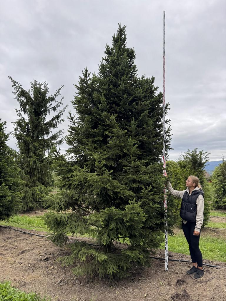 Picea abies 'Will's Zwerg'