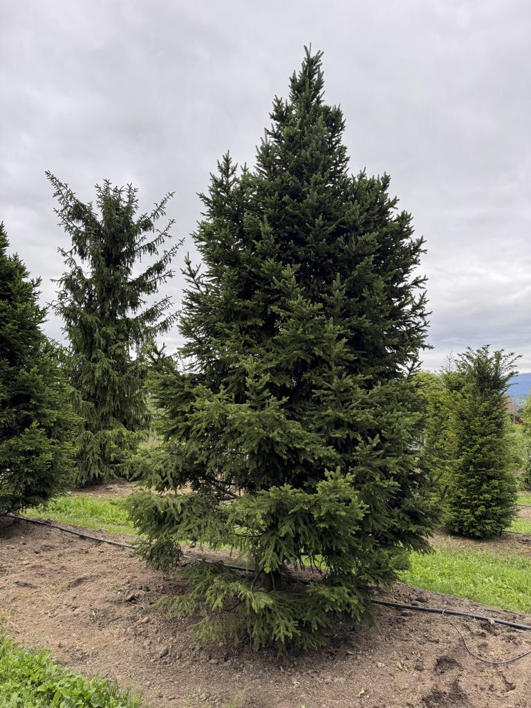 Picea abies 'Will's Zwerg'