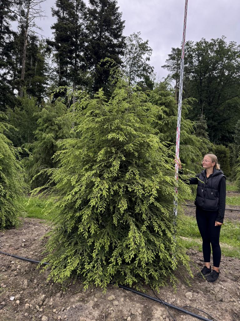 Tsuga canadensis