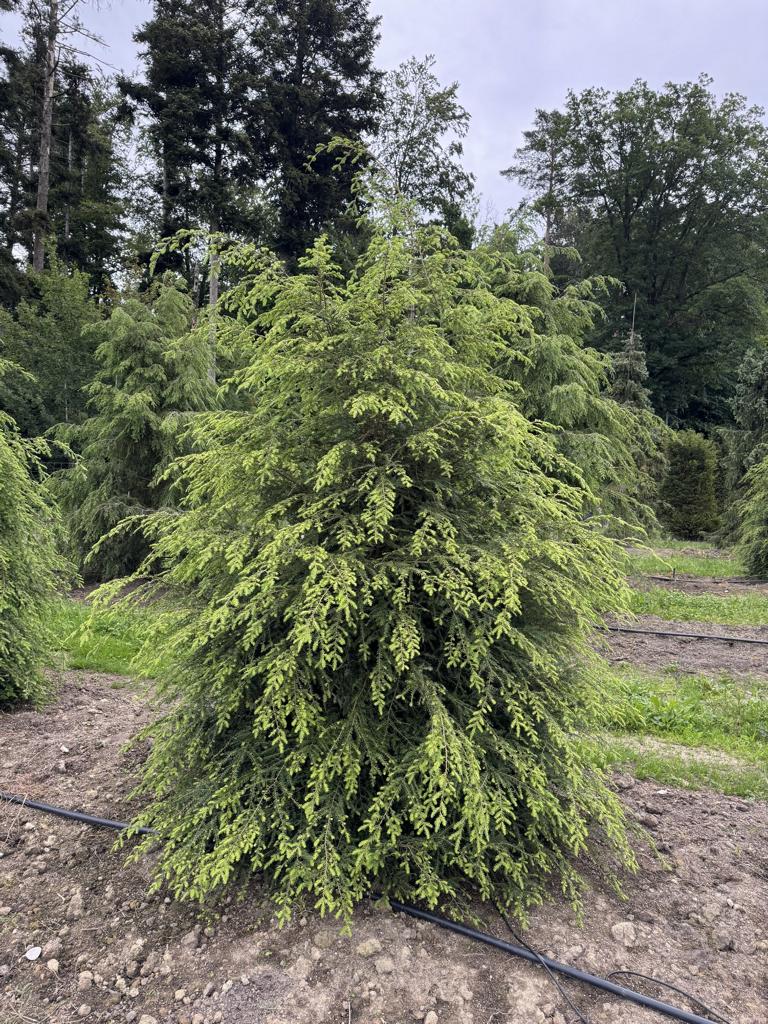 Tsuga canadensis