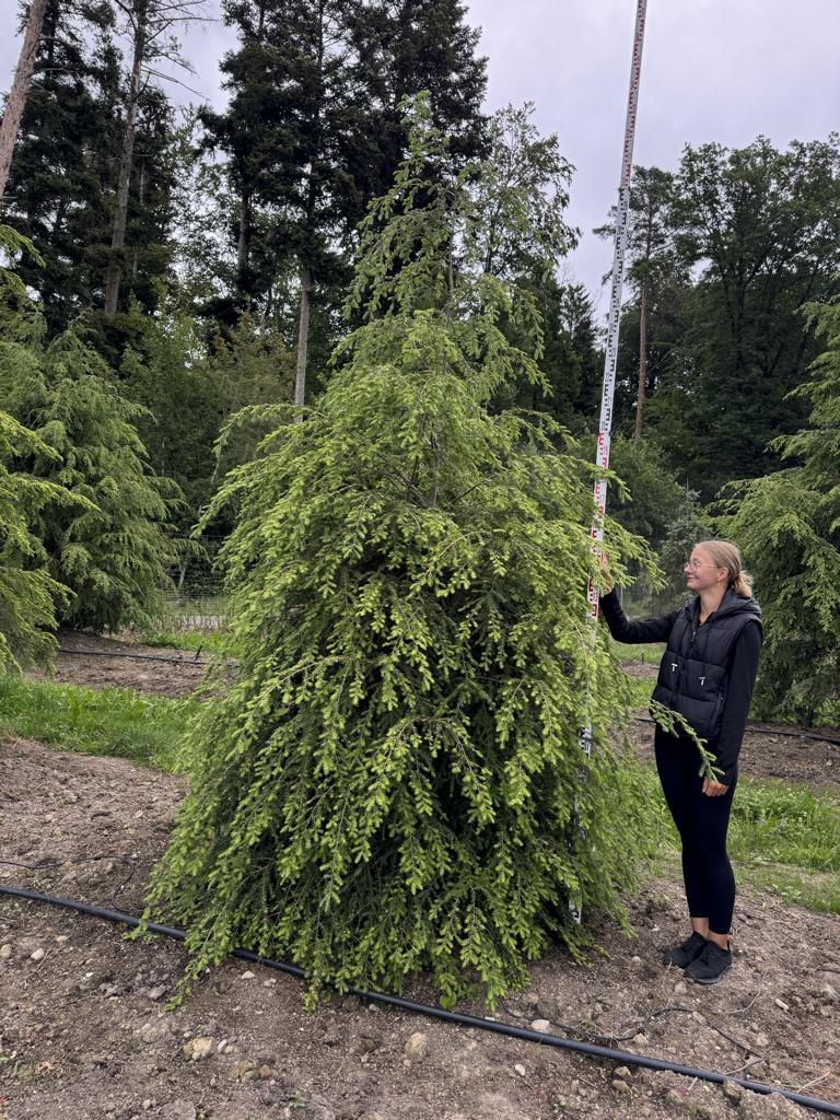 Tsuga canadensis