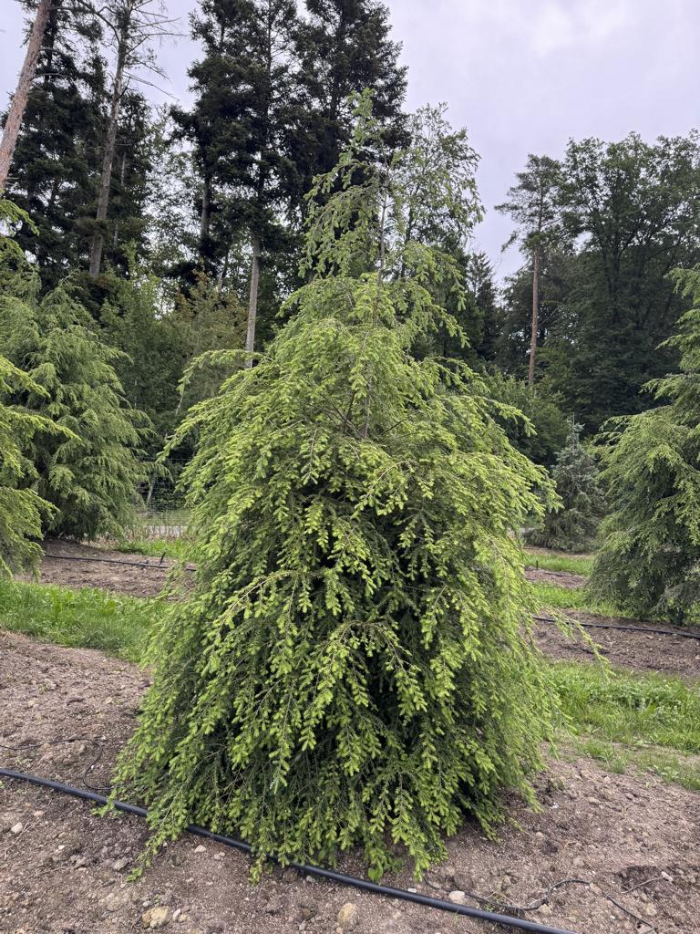 Tsuga canadensis