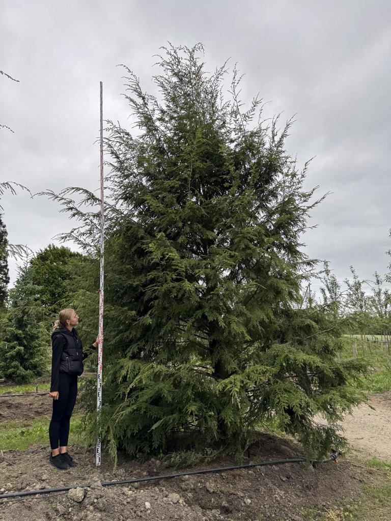 Tsuga canadensis