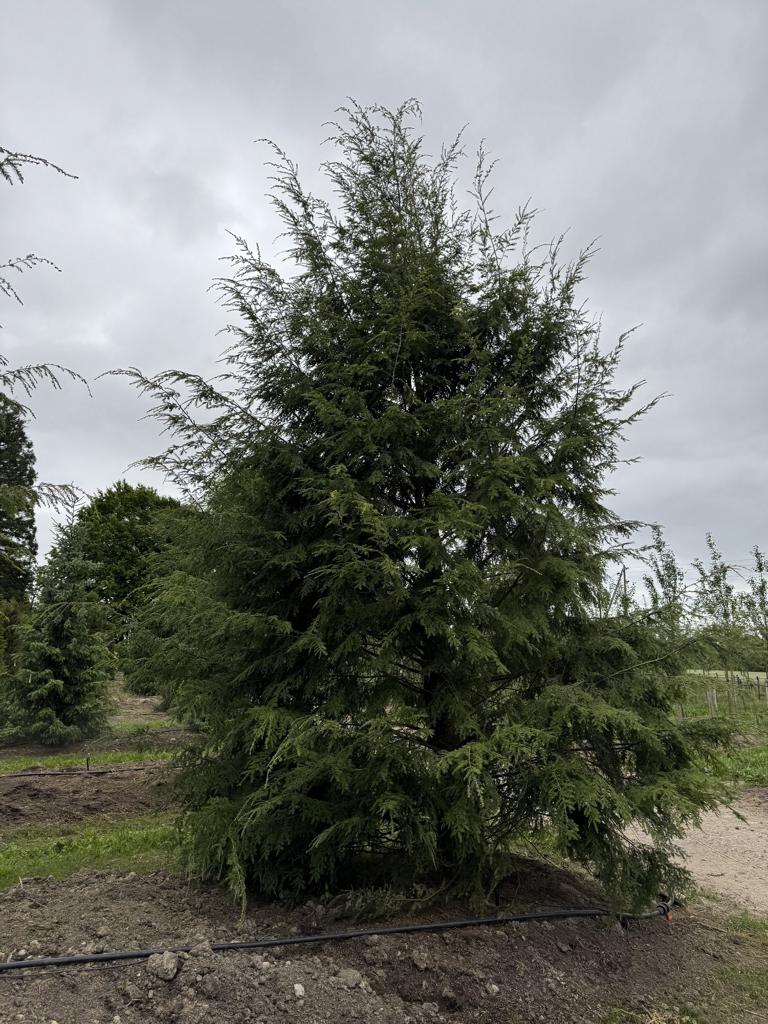 Tsuga canadensis